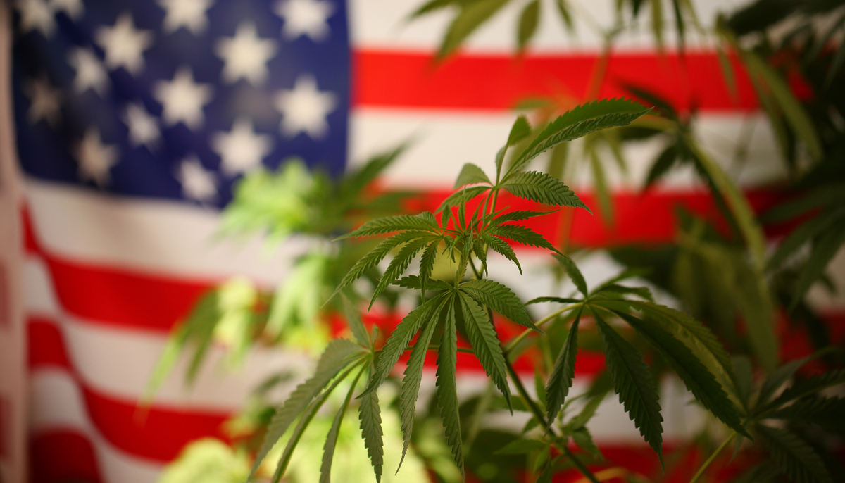Is THCA Flower Legal to Ship in the U.S.? What You Need to Know.